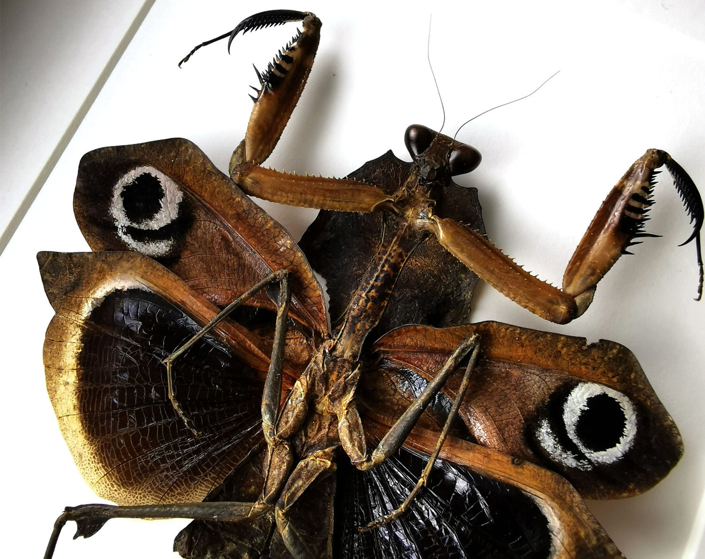 Deroplatys dessiccata ♀