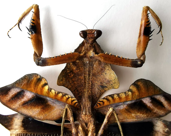 Deroplatys lobata ♀