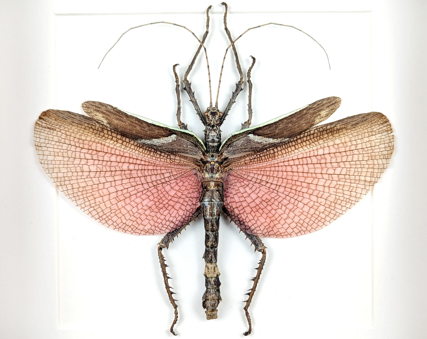 Heteropteryx dilatata ♂ | real stick insect in a frame