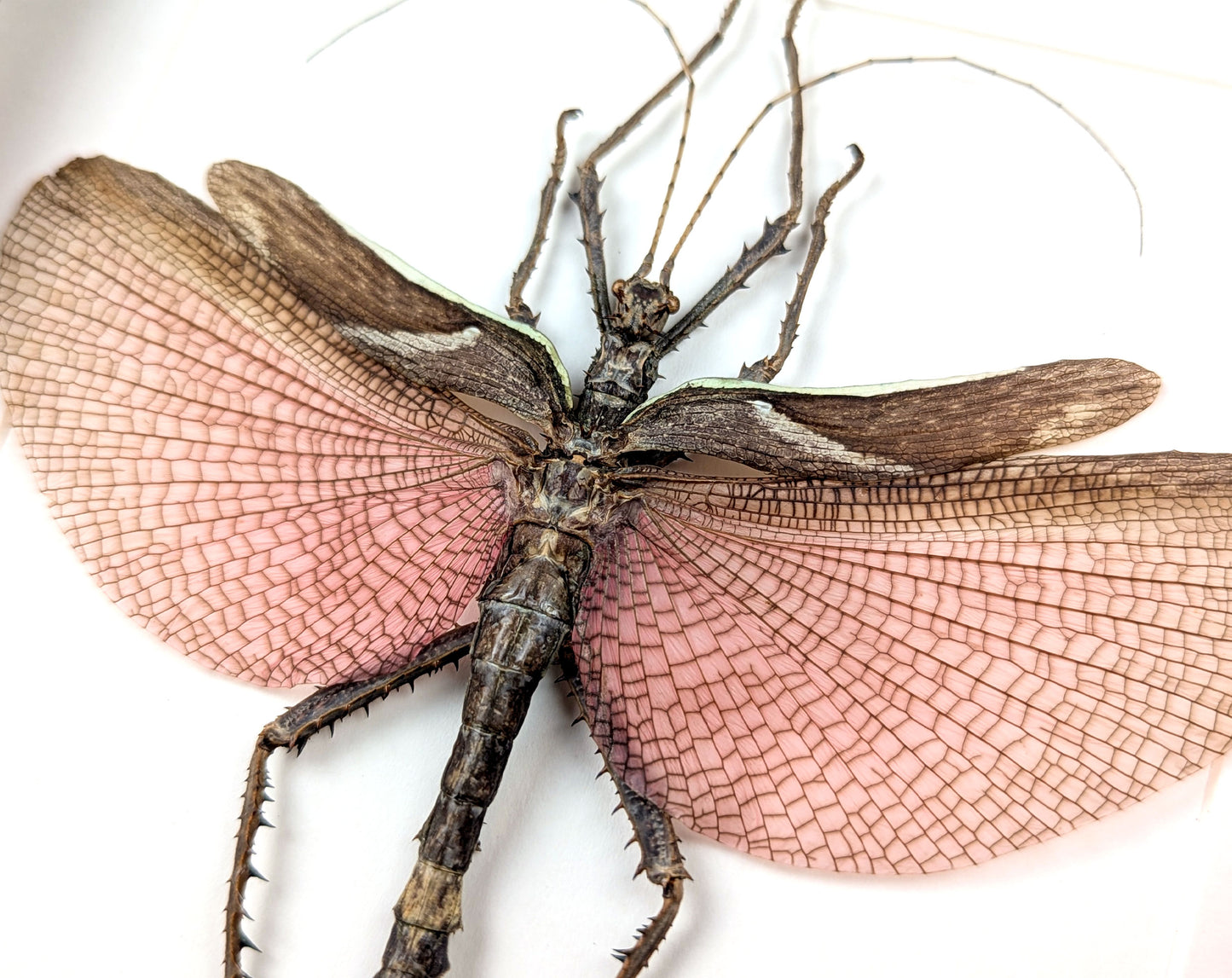 Heteropteryx dilatata ♂ | real stick insect in a frame