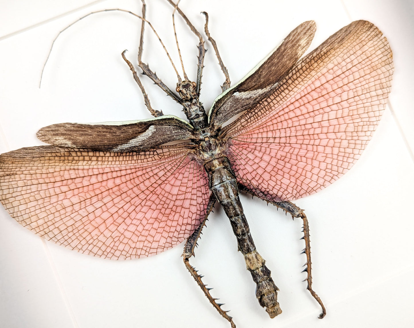 Heteropteryx dilatata ♂ | real stick insect in a frame