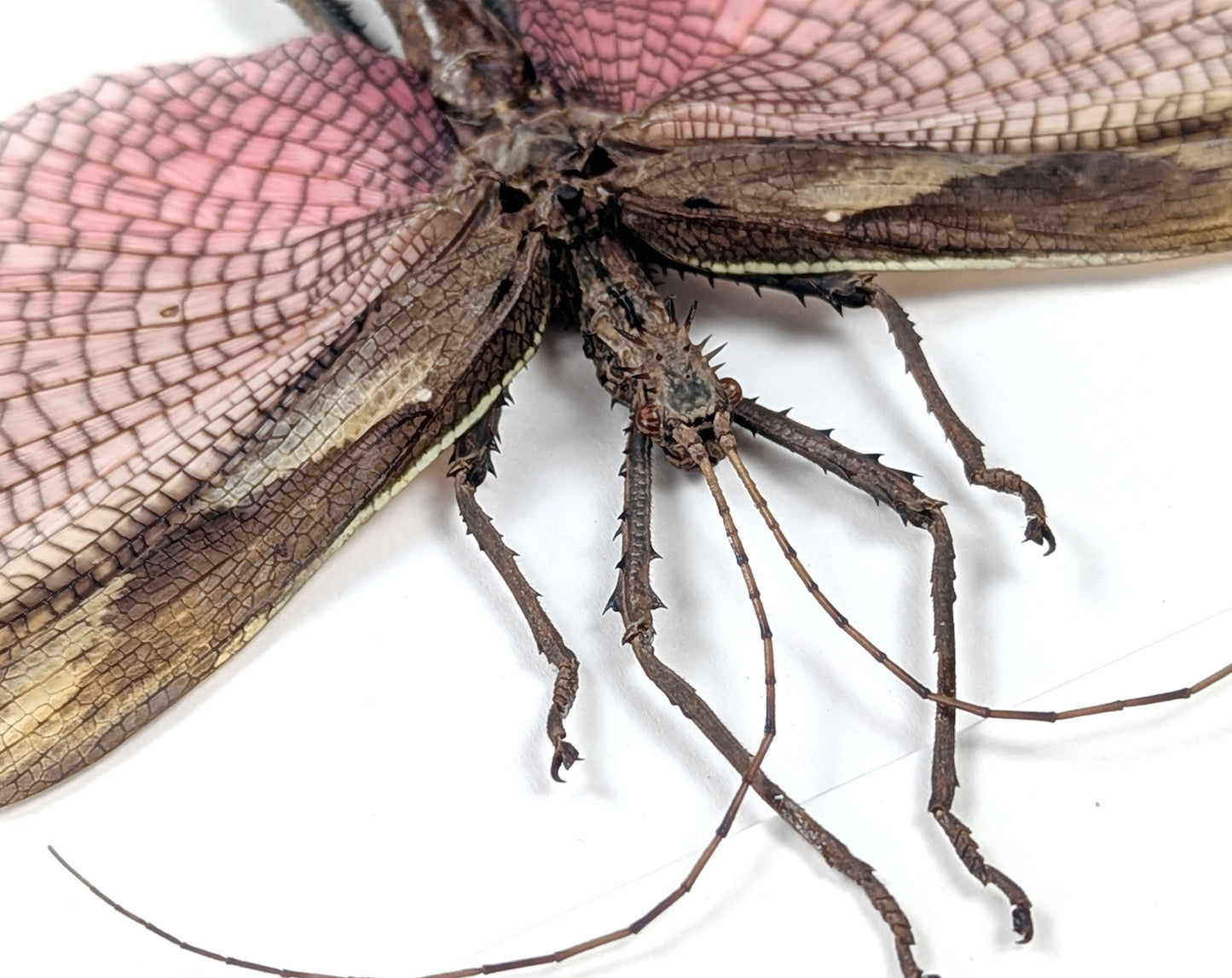 Heteropteryx dilatata ♂ | real stick insect in a frame