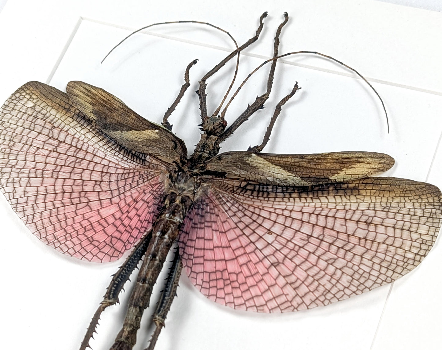 Heteropteryx dilatata ♂ | real stick insect in a frame