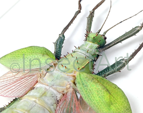 Heteropteryx dilatata ♀