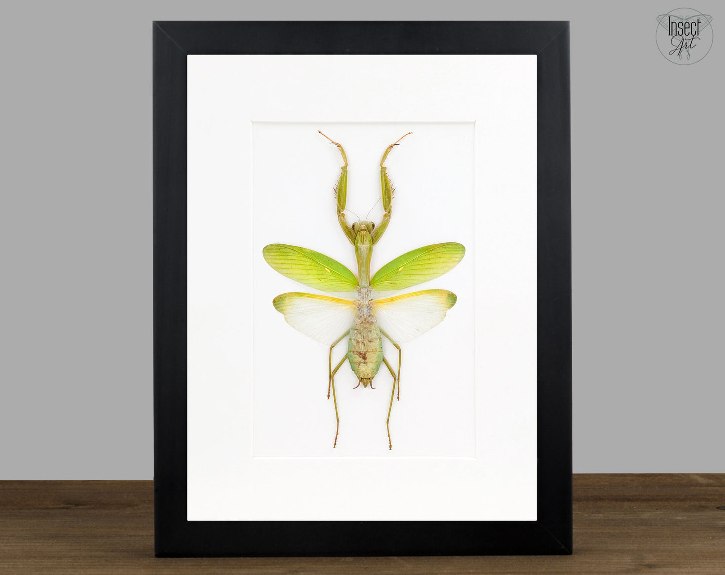 Echte Gottesanbeterin im Rahmen | Mantis Hierodula membranacea ♀