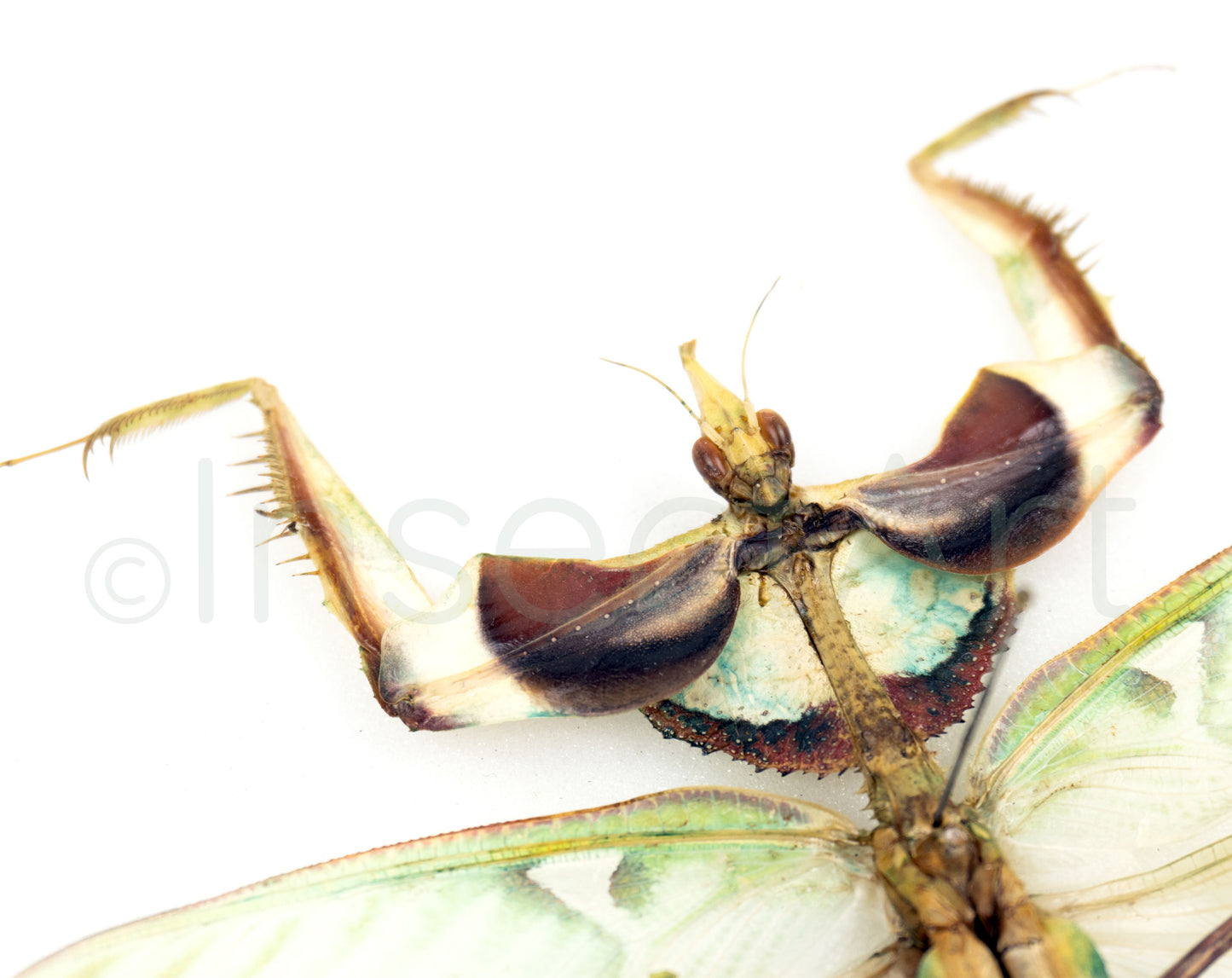 Idolomantis diabolica ♀