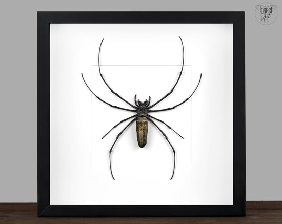 Nephila maculata, Ferris wheel web spider, framed real spider in a frame nature decoration curiosity gift taxidermy