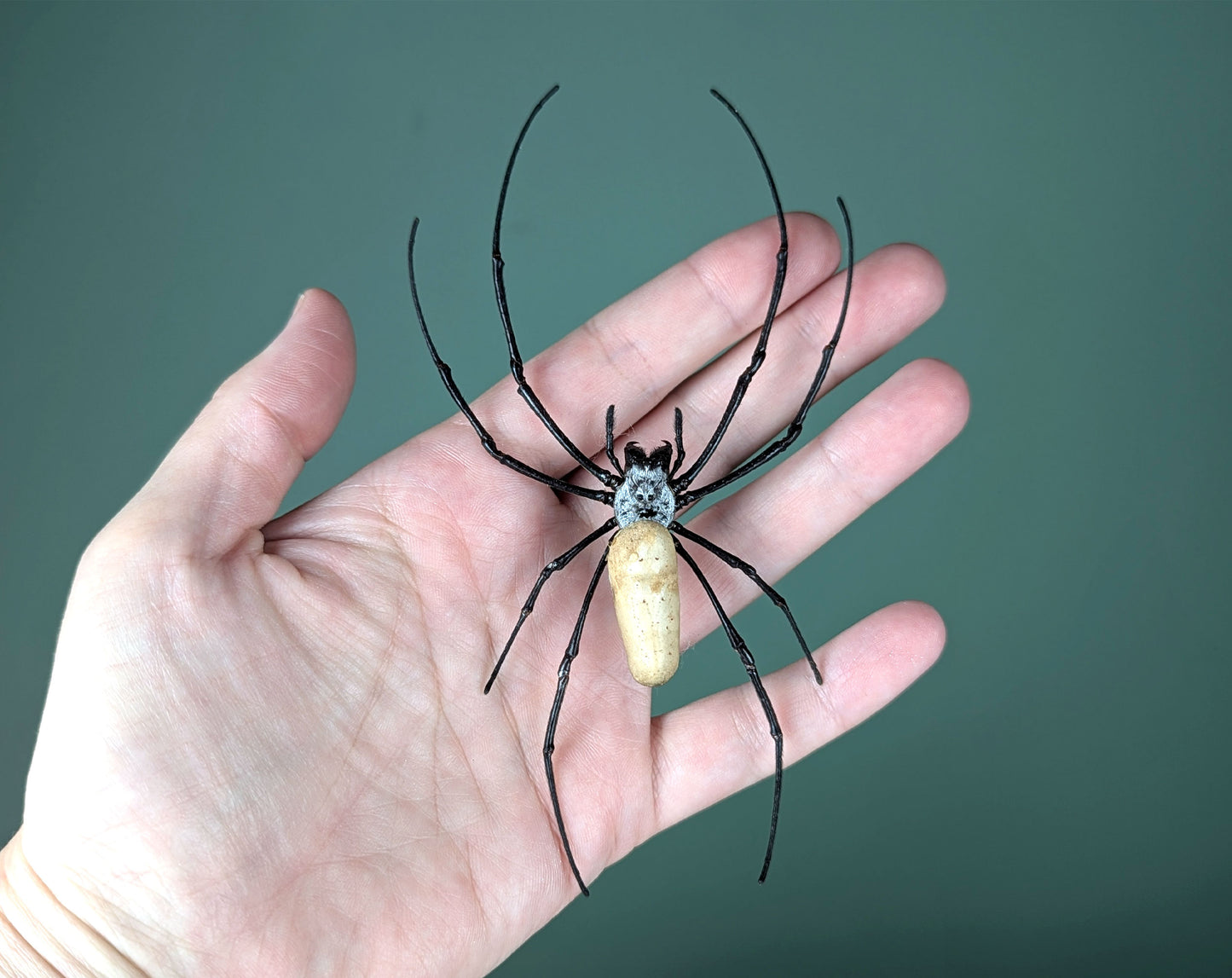 Nephila vitiana | echte Radnetzspinne Präparat im Rahmen