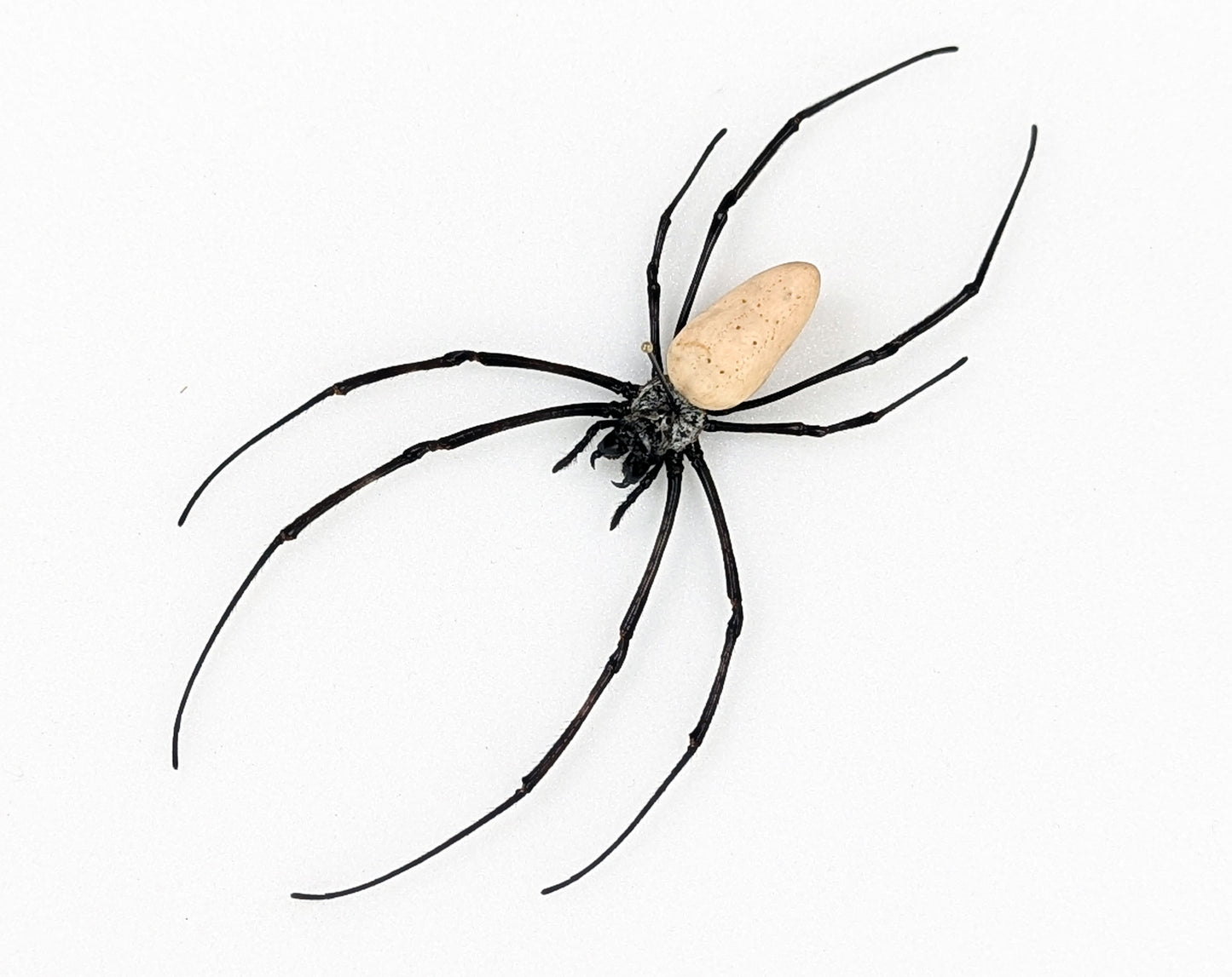 Nephila vitiana | echte Radnetzspinne Präparat im Rahmen