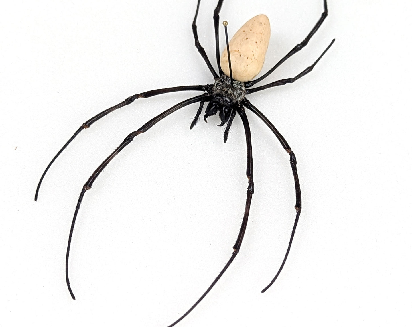 Nephila vitiana | echte Radnetzspinne Präparat im Rahmen