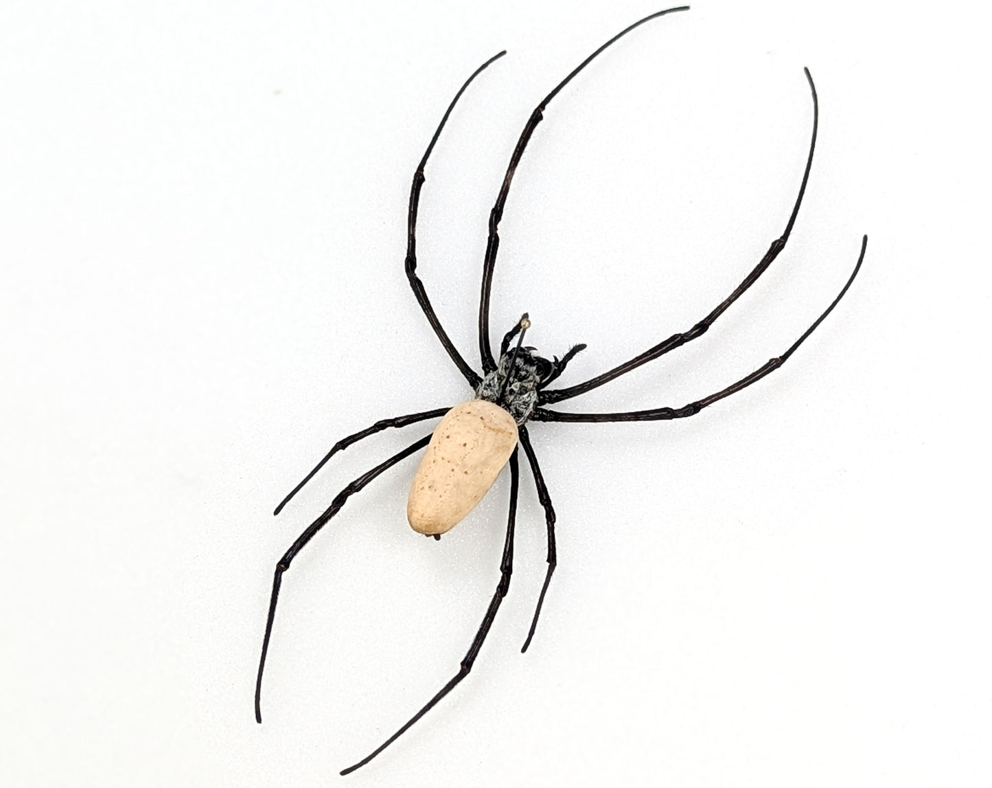 Nephila vitiana | echte Radnetzspinne Präparat im Rahmen
