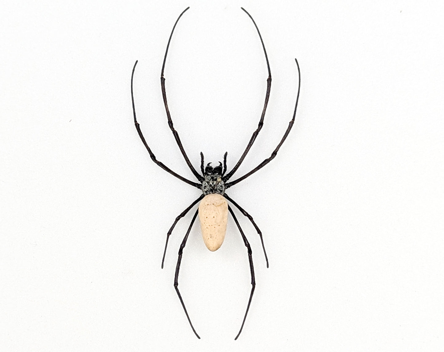 Nephila vitiana | echte Radnetzspinne Präparat im Rahmen