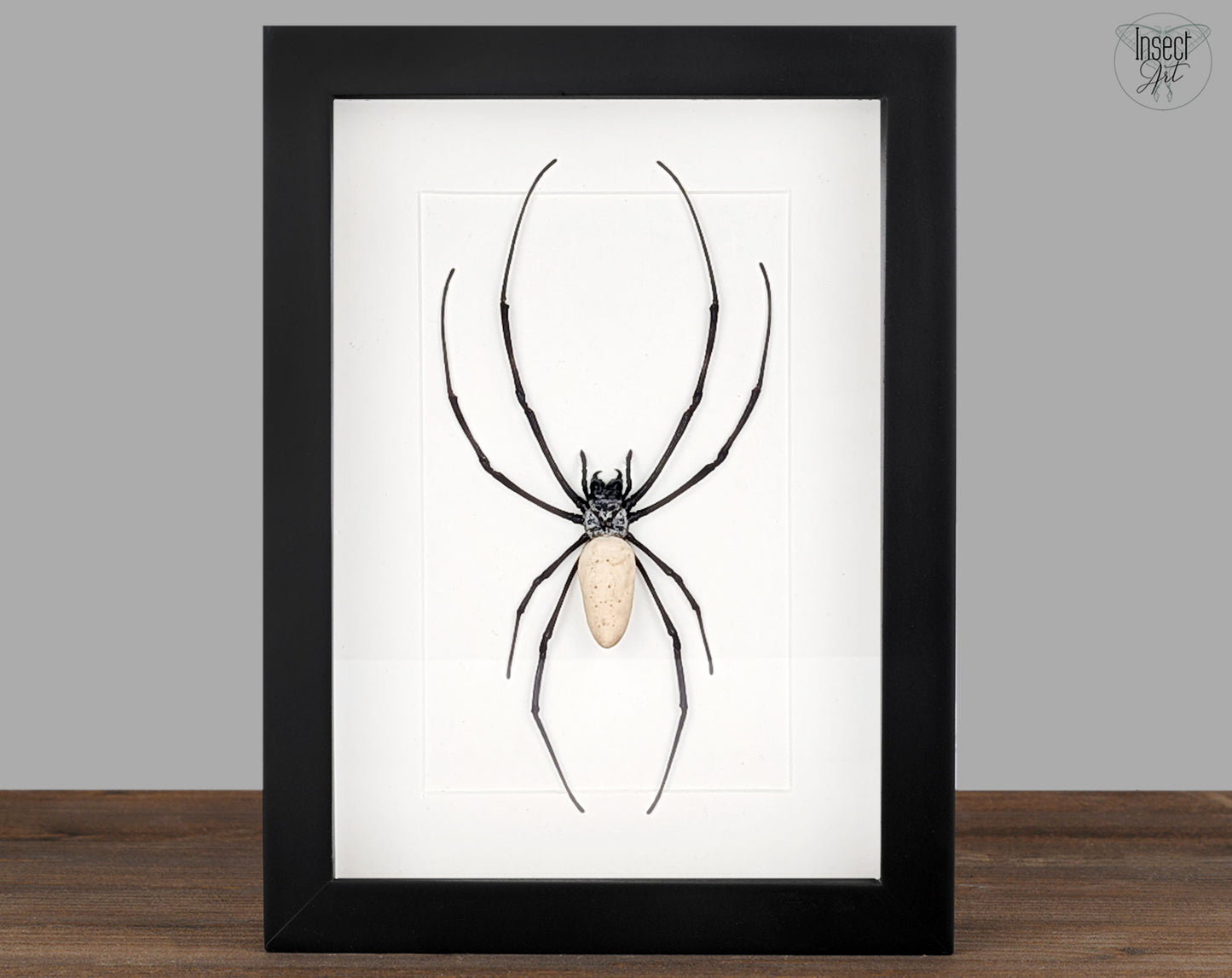 Nephila vitiana | echte Radnetzspinne Präparat im Rahmen