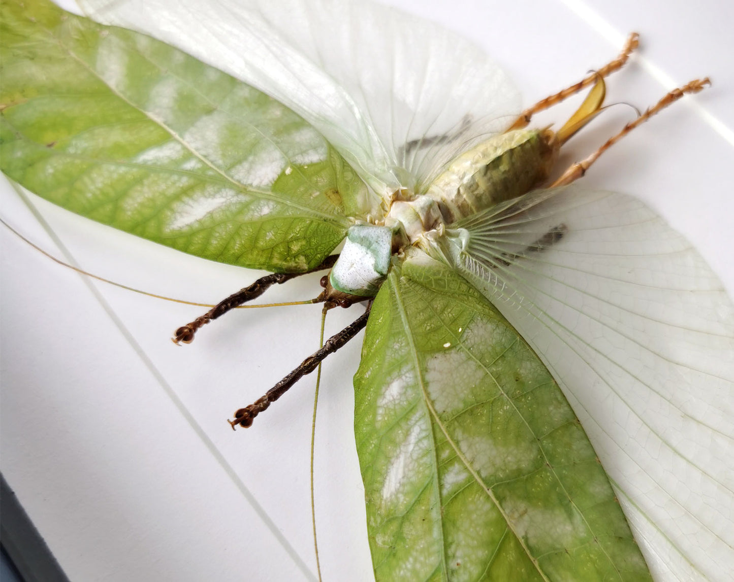 Onomarchus uninotatus ♀