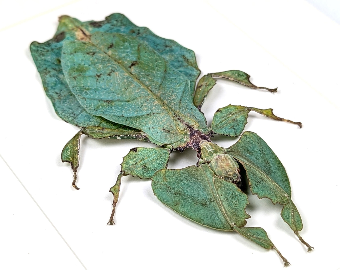 Phyllium giganteum ♀  Wandelndes Blatt InsectArt