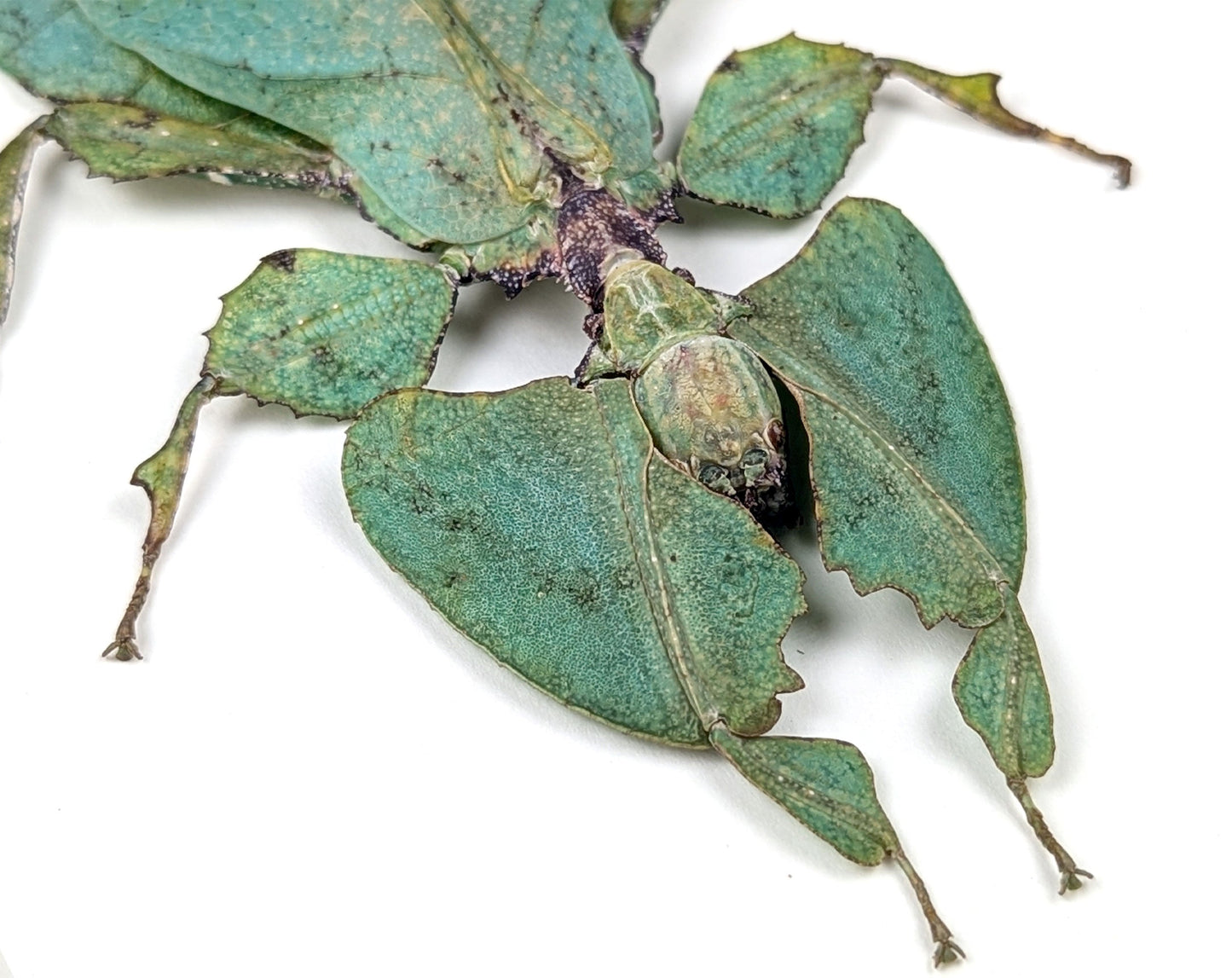 Phyllium giganteum ♀  Wandelndes Blatt InsectArt
