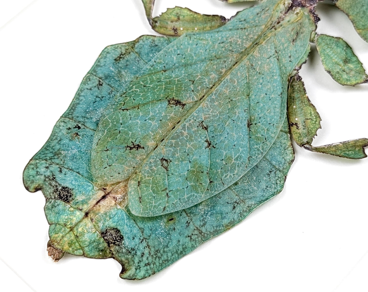Phyllium giganteum ♀  Wandelndes Blatt InsectArt