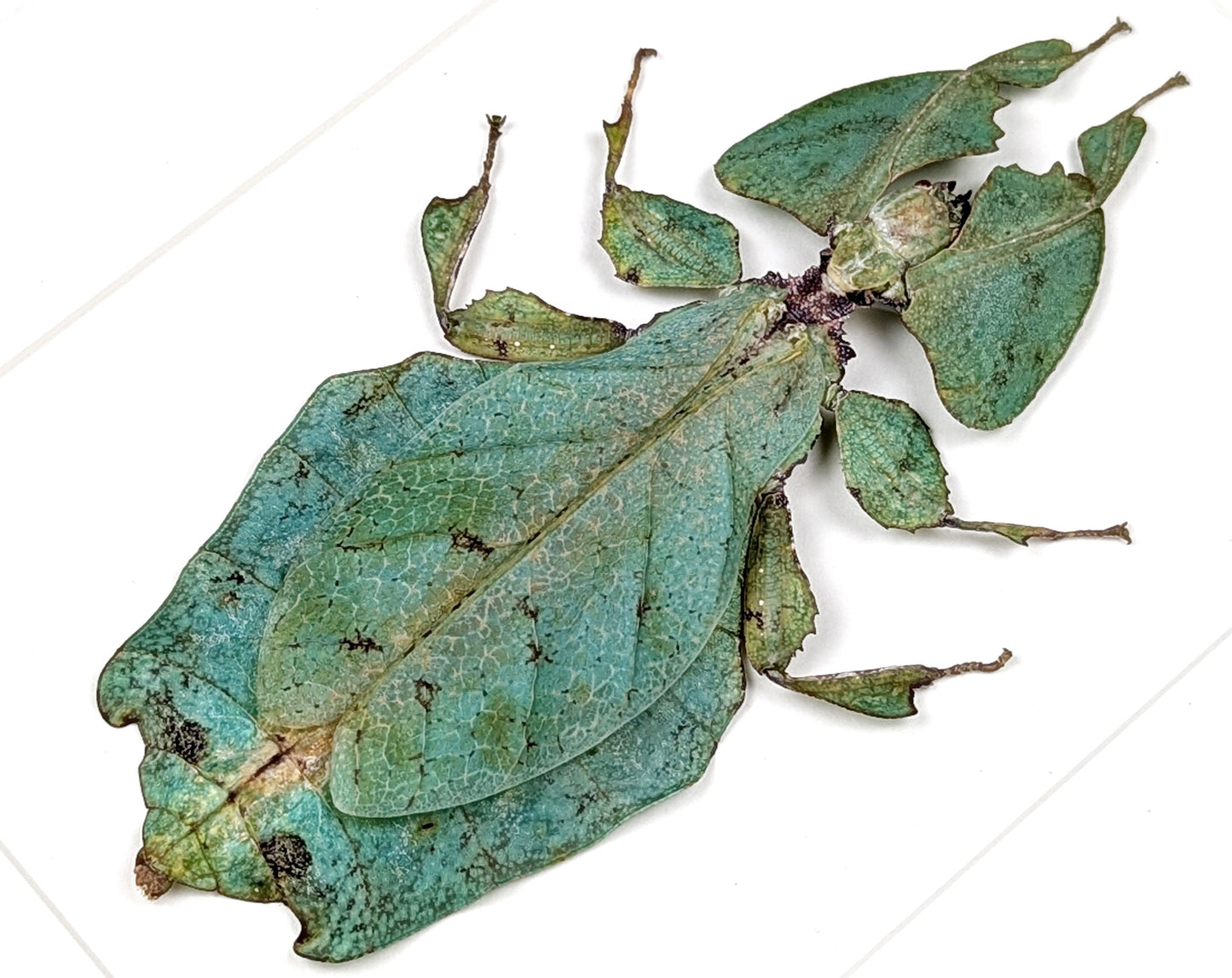 Phyllium giganteum ♀  Wandelndes Blatt InsectArt
