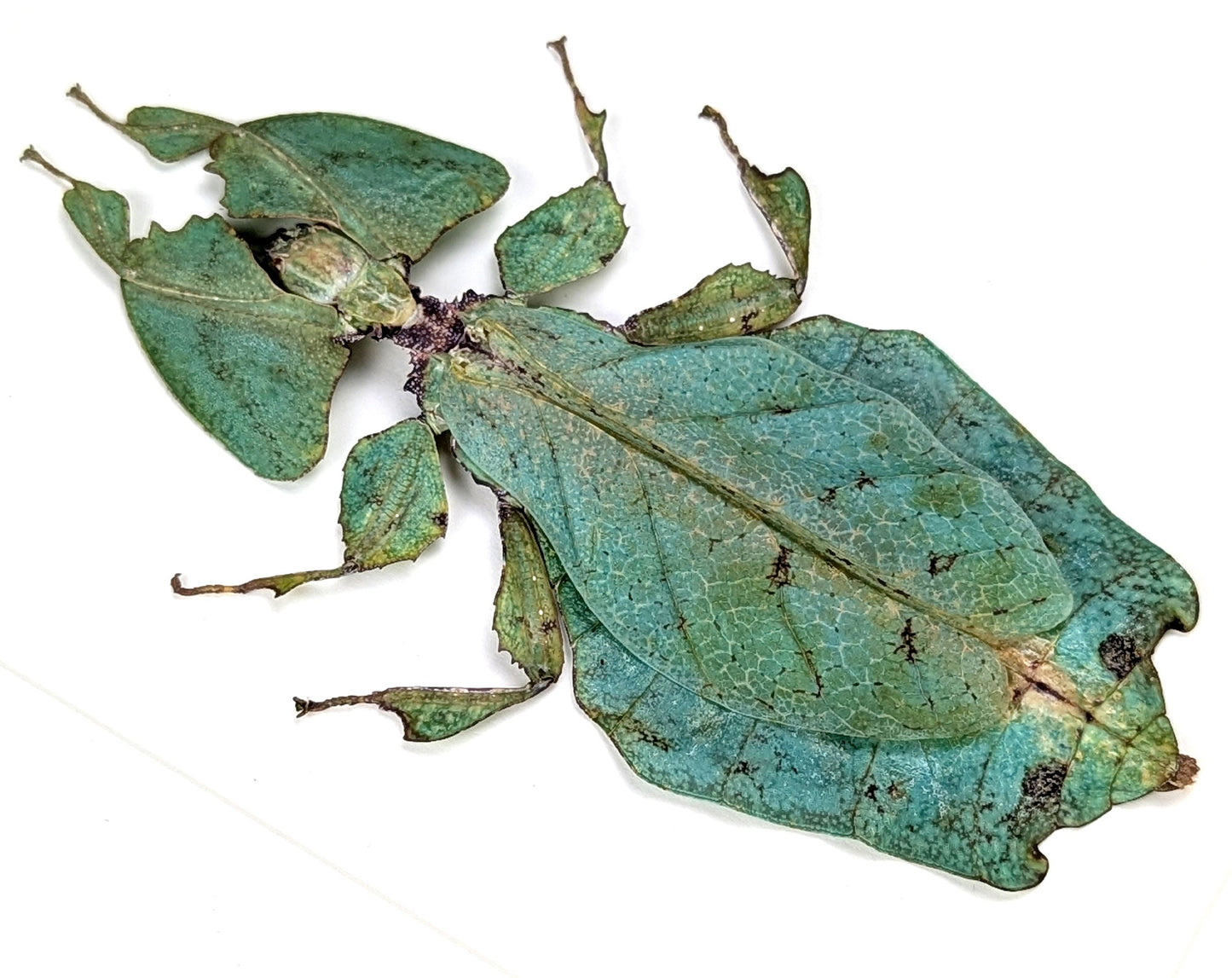 Phyllium giganteum ♀  Wandelndes Blatt InsectArt