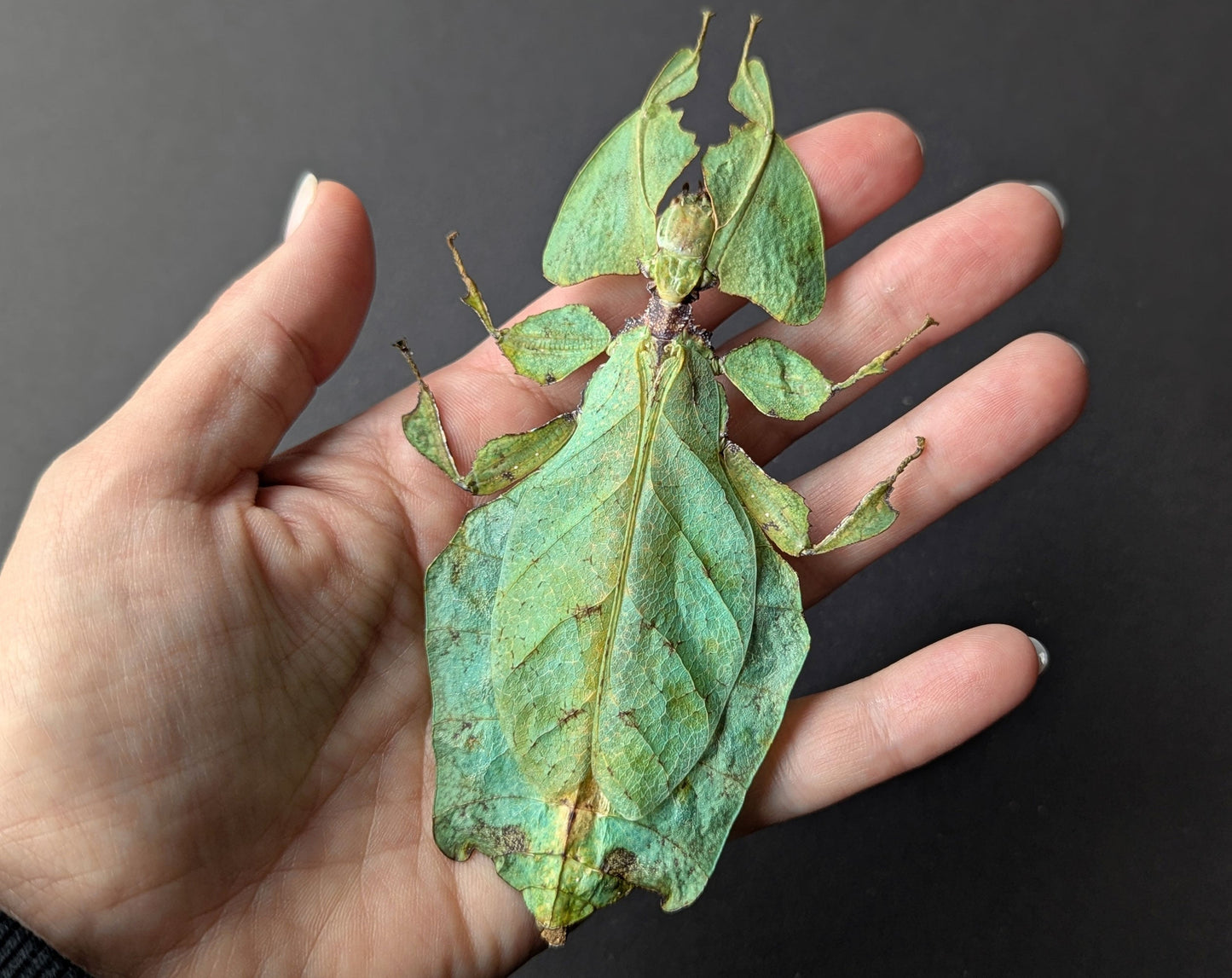 Phyllium giganteum ♀  Wandelndes Blatt InsectArt