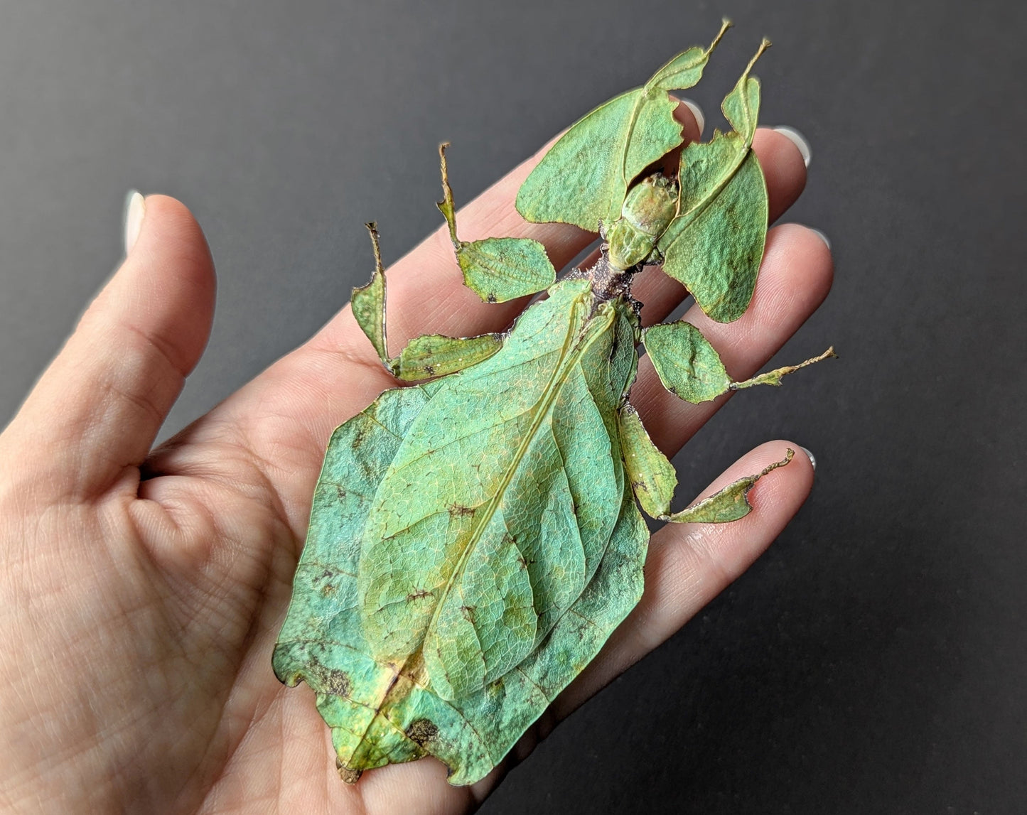 Phyllium giganteum ♀  Wandelndes Blatt InsectArt