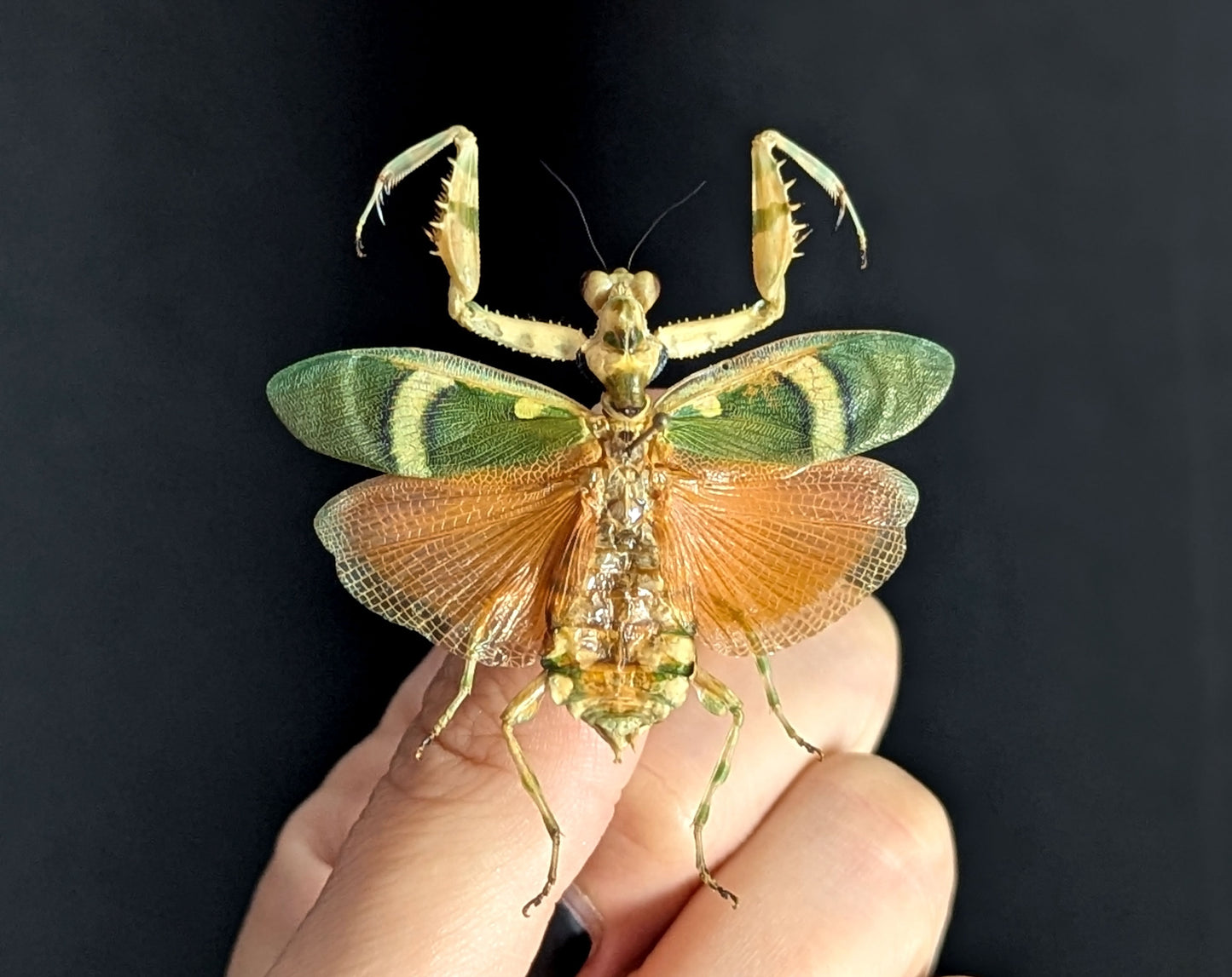 Theopropus elegans