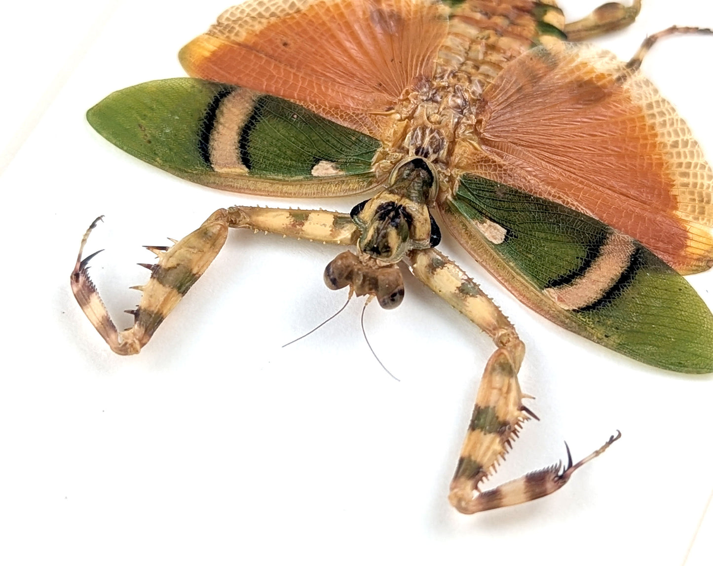 Theopropus elegans
