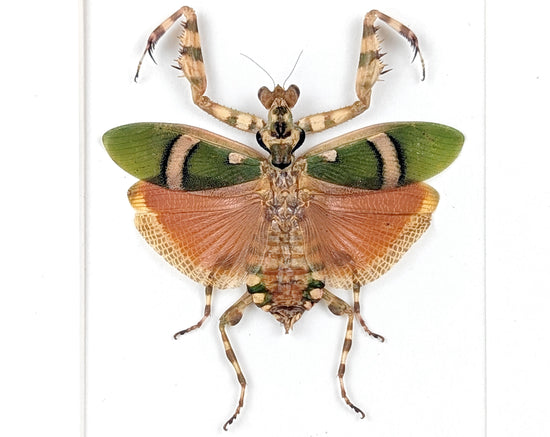 Theopropus elegans