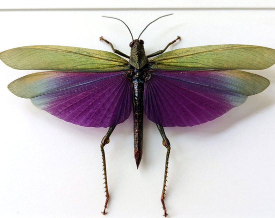 Titanacris albipes ♂