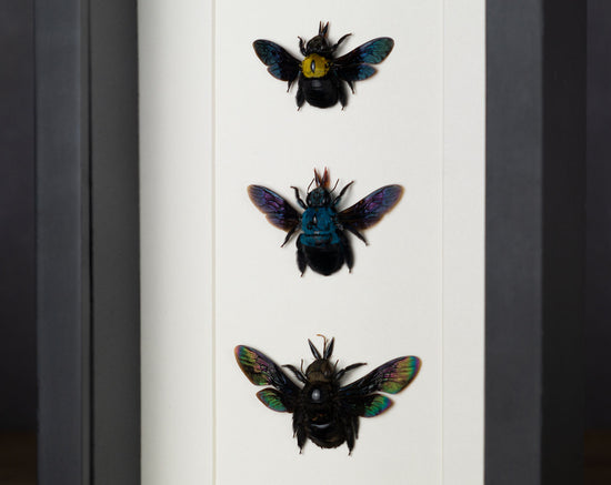 Xylocopa Trio