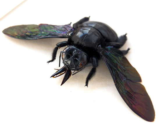 Xylocopa latipes