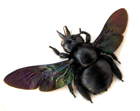 Xylocopa latipes