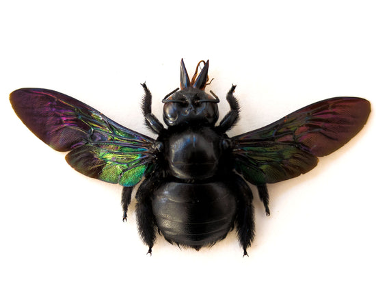 Xylocopa latipes