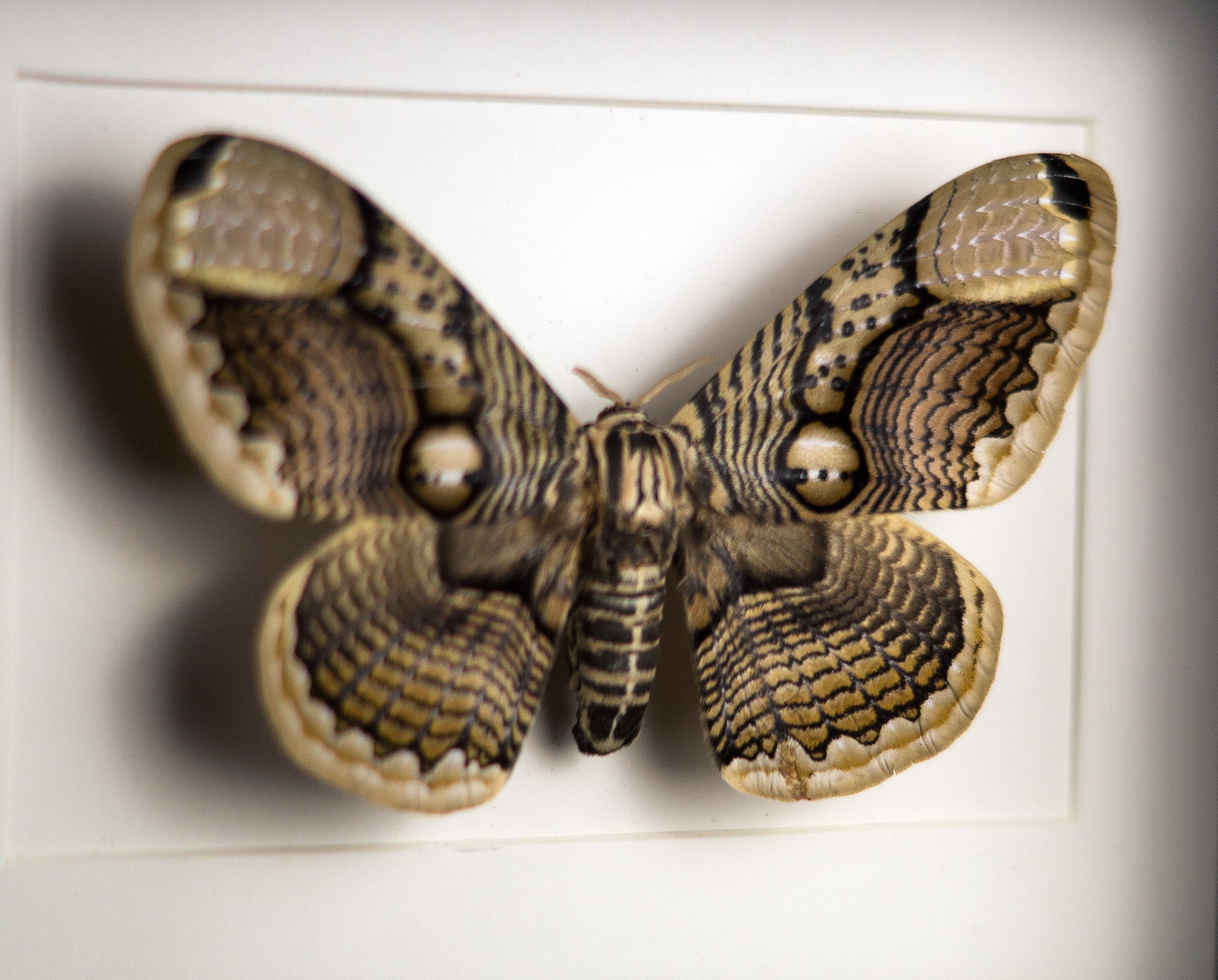 Brahmaea hearseyi   InsectArt