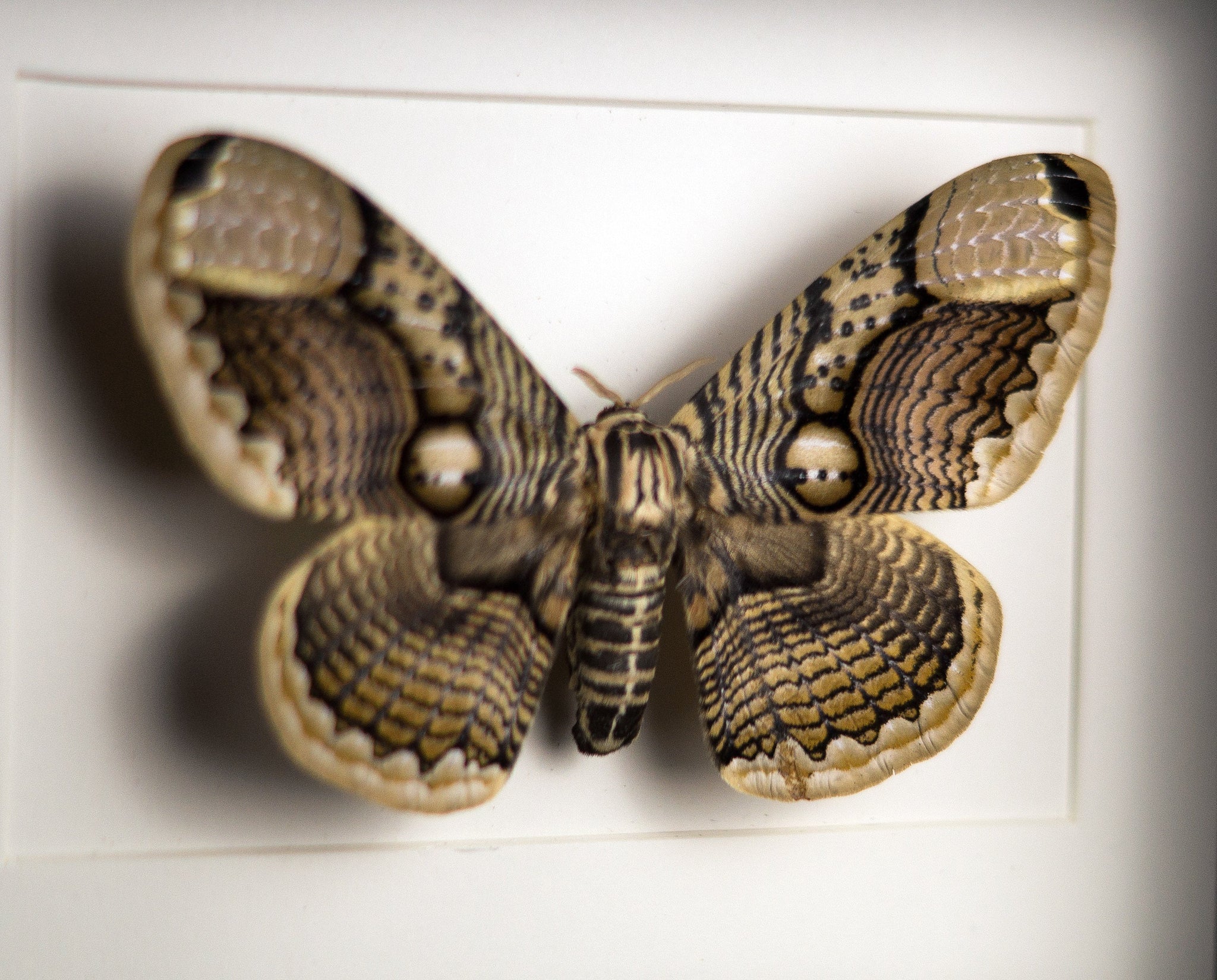 Brahmaea hearseyi   InsectArt