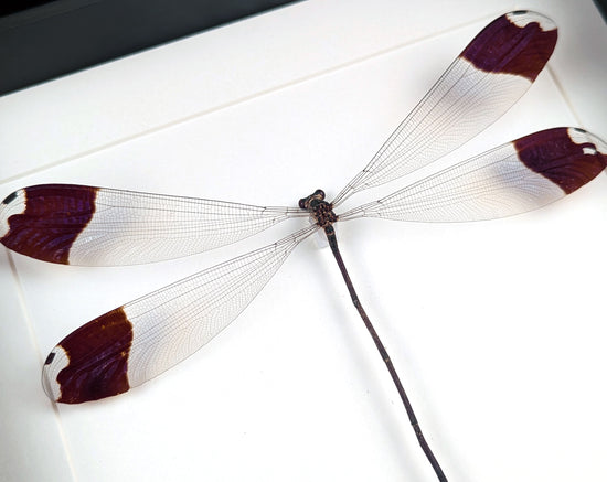 Helikopter Libelle Megaloprepus caerulatus