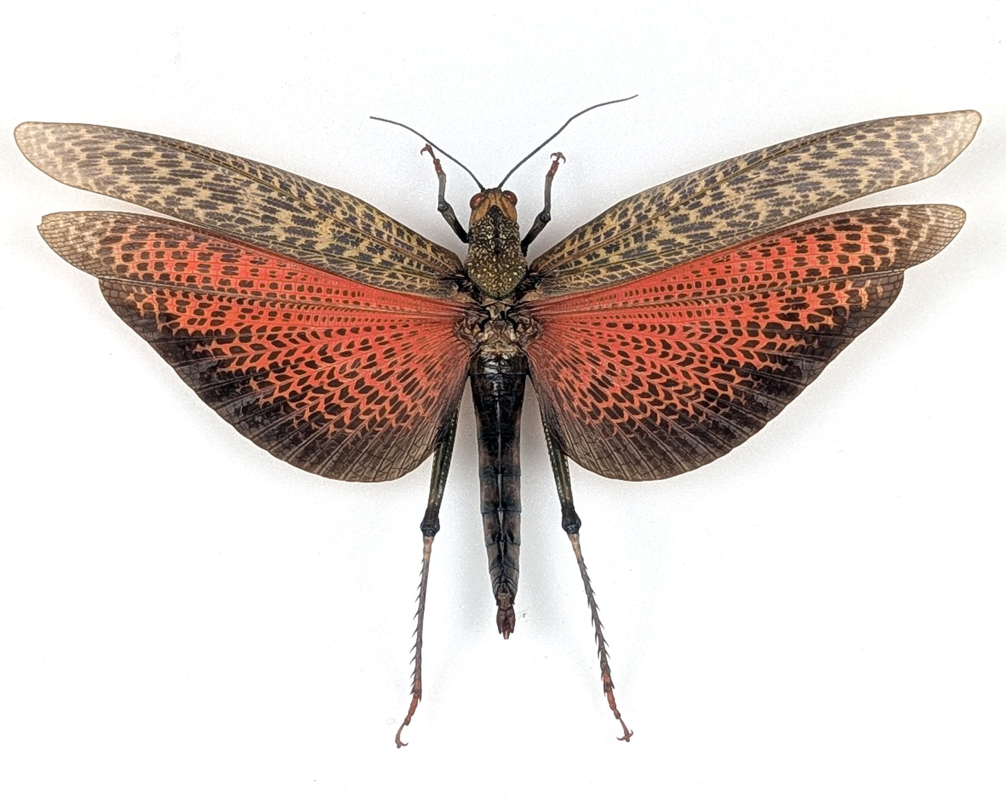 Tropidacris dux Weibchen, echte Riesen Heuschrecke im Rahmen