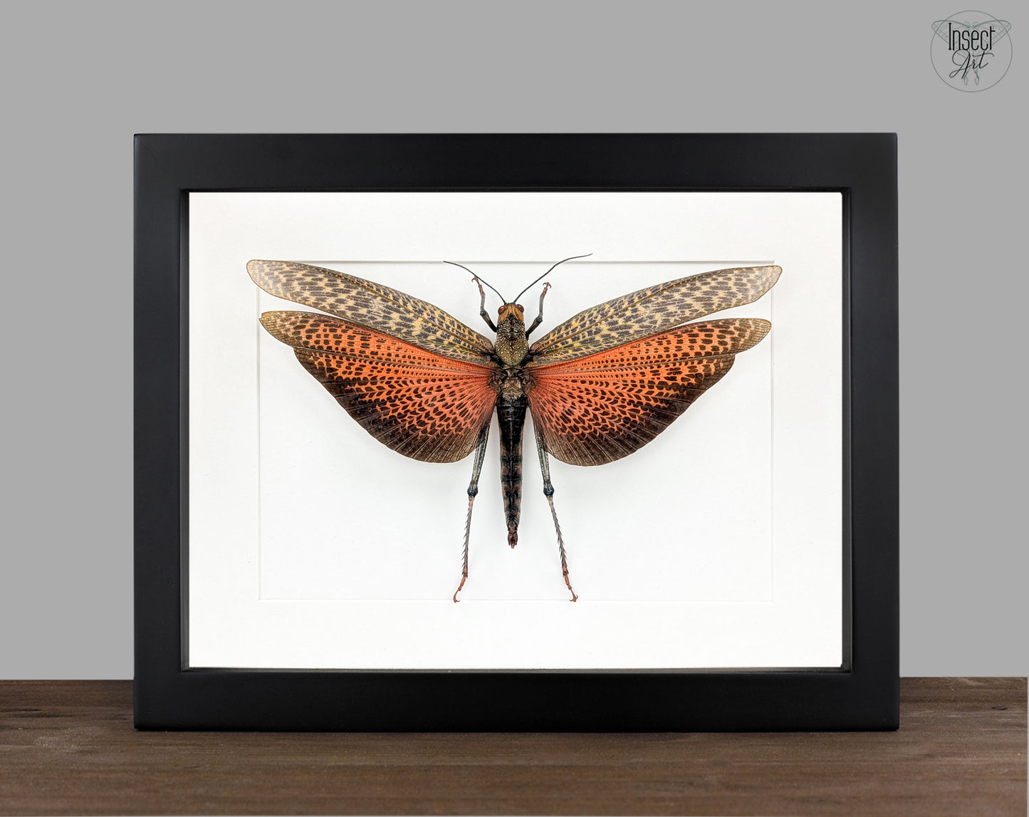 Tropidacris dux Weibchen, echte Riesen Heuschrecke im Rahmen