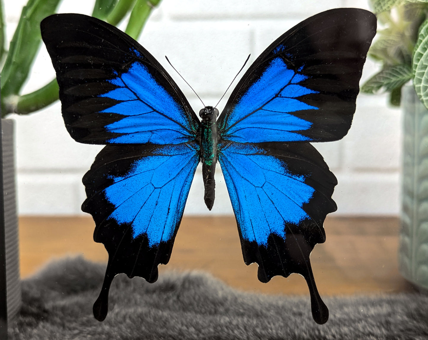 Papilio Ulysse ♂