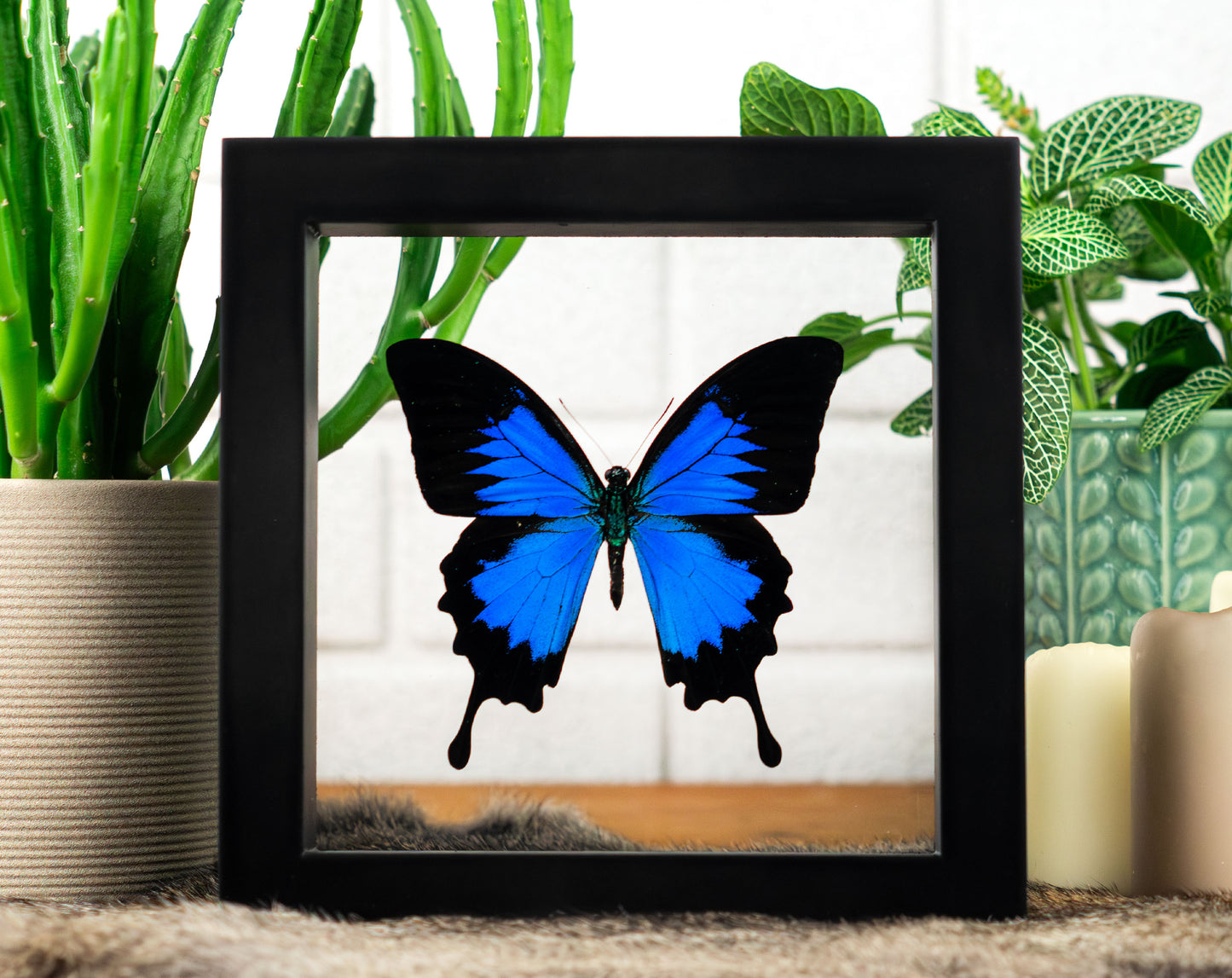 Papilio ulysses ♂