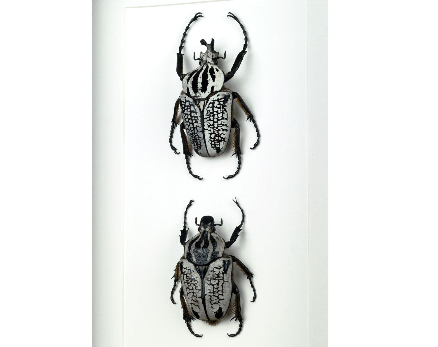 Goliathus orientalis ♂♀  Käfer InsectArt