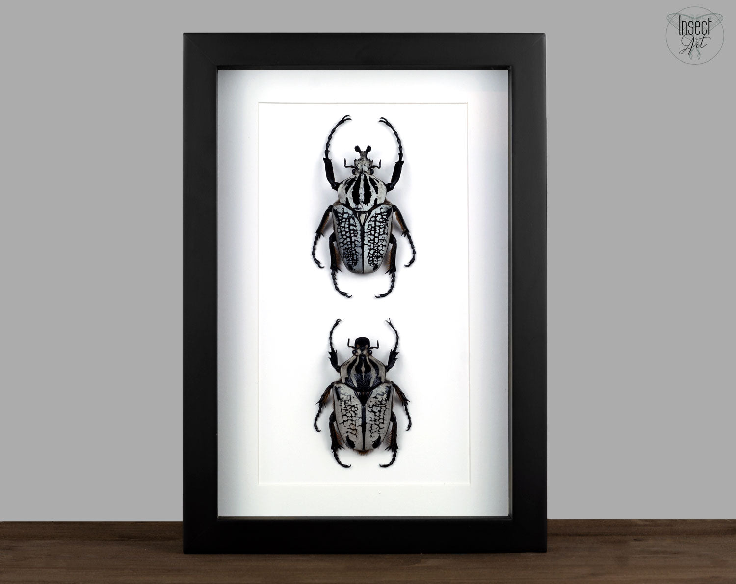 Goliathus orientalis ♂♀  Käfer InsectArt