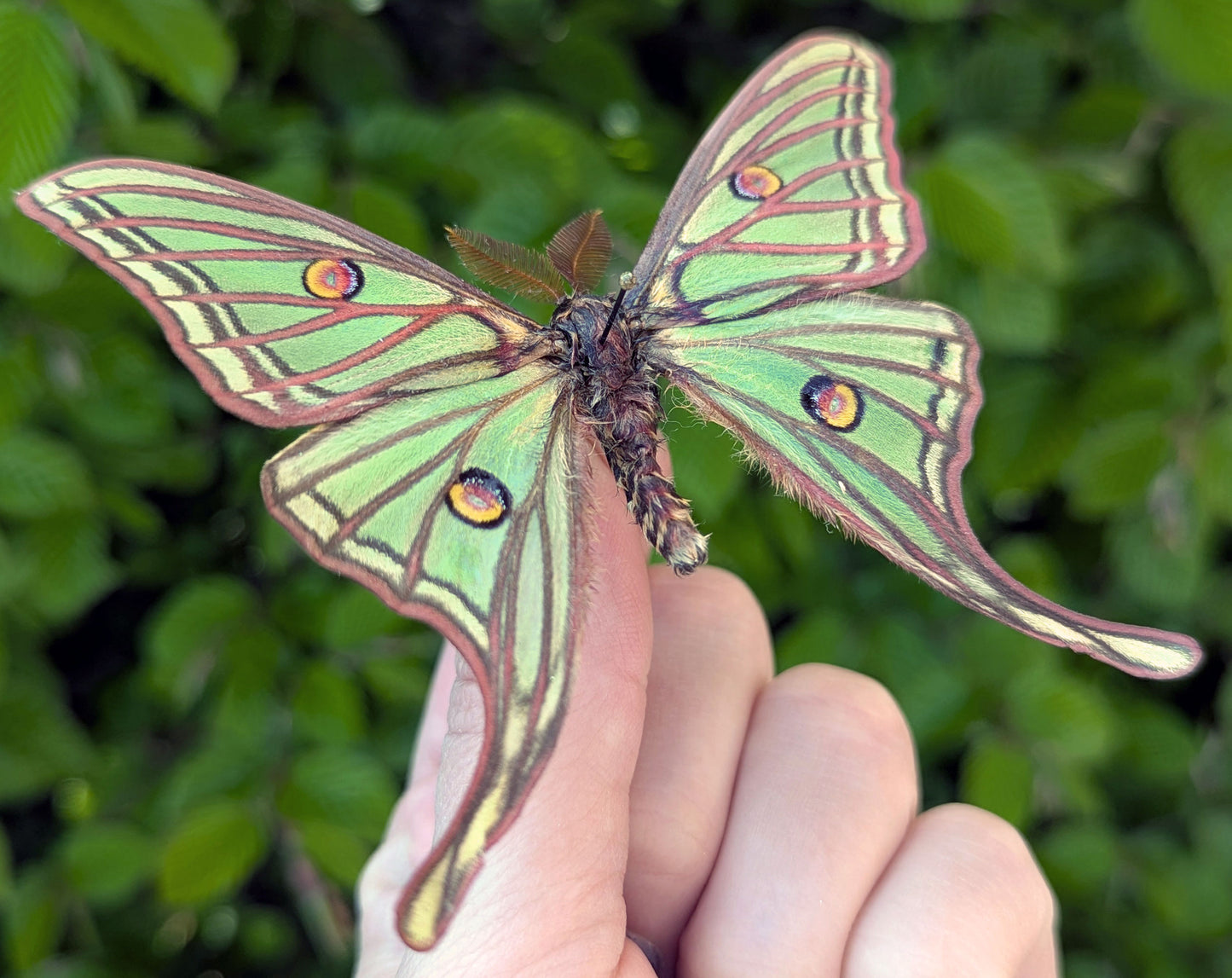 1x Graellsia isabellae ♂
