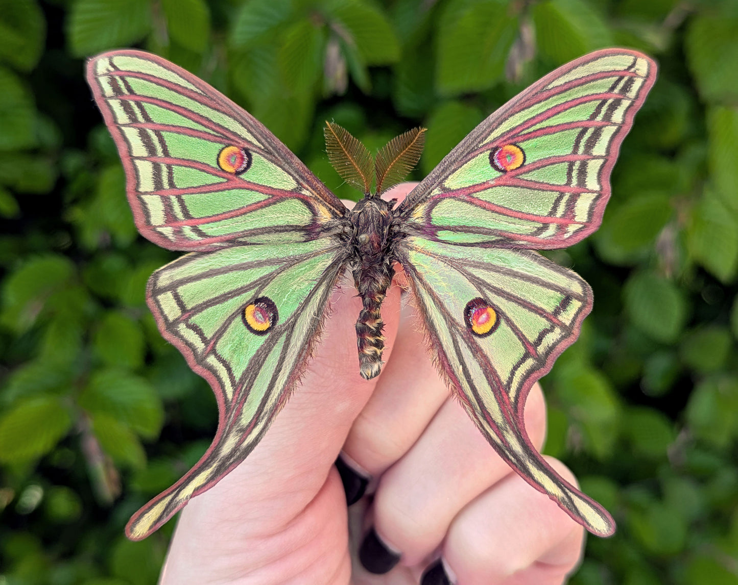 1x Graellsia isabellae ♂