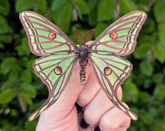 1x Graellsia isabellae ♂