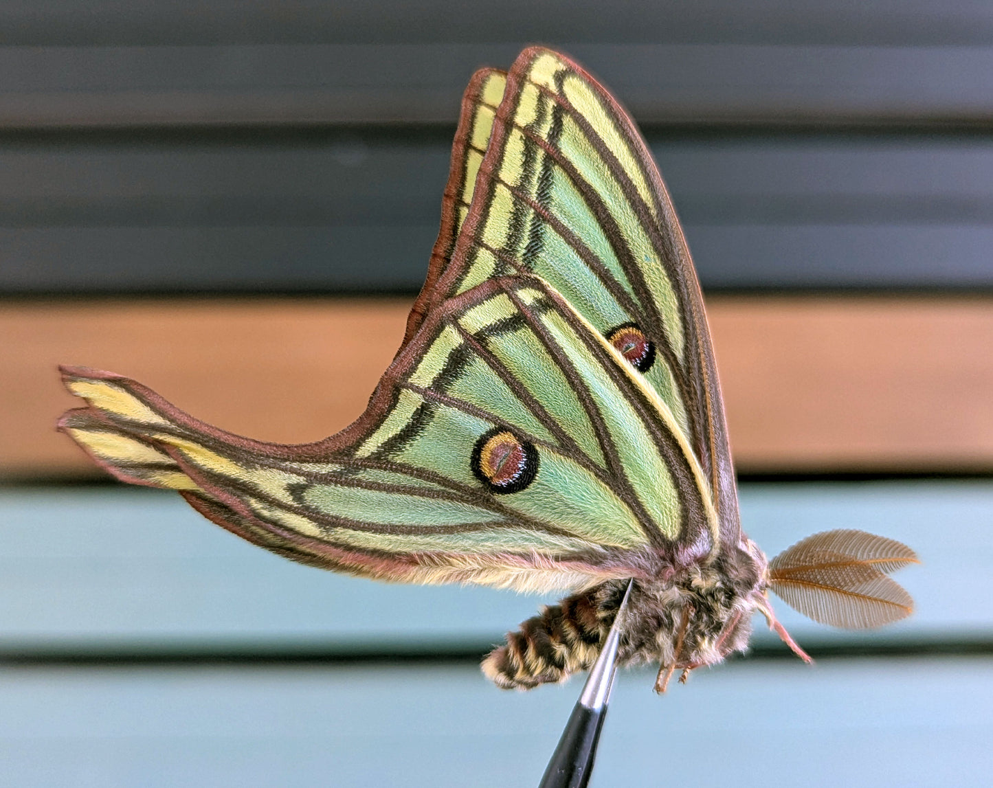 1x Graellsia isabellae ♂