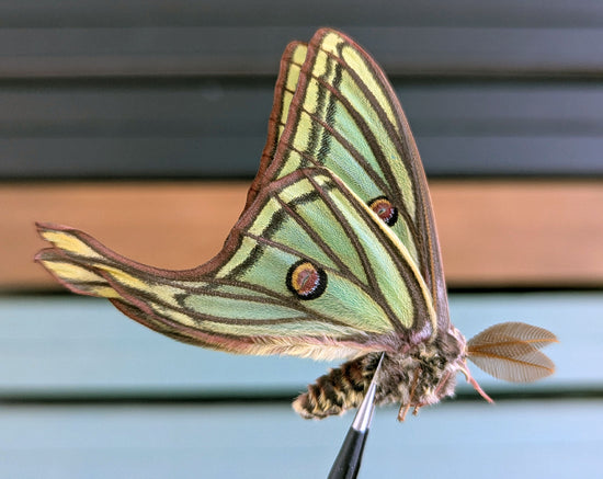 1x Graellsia isabellae ♂