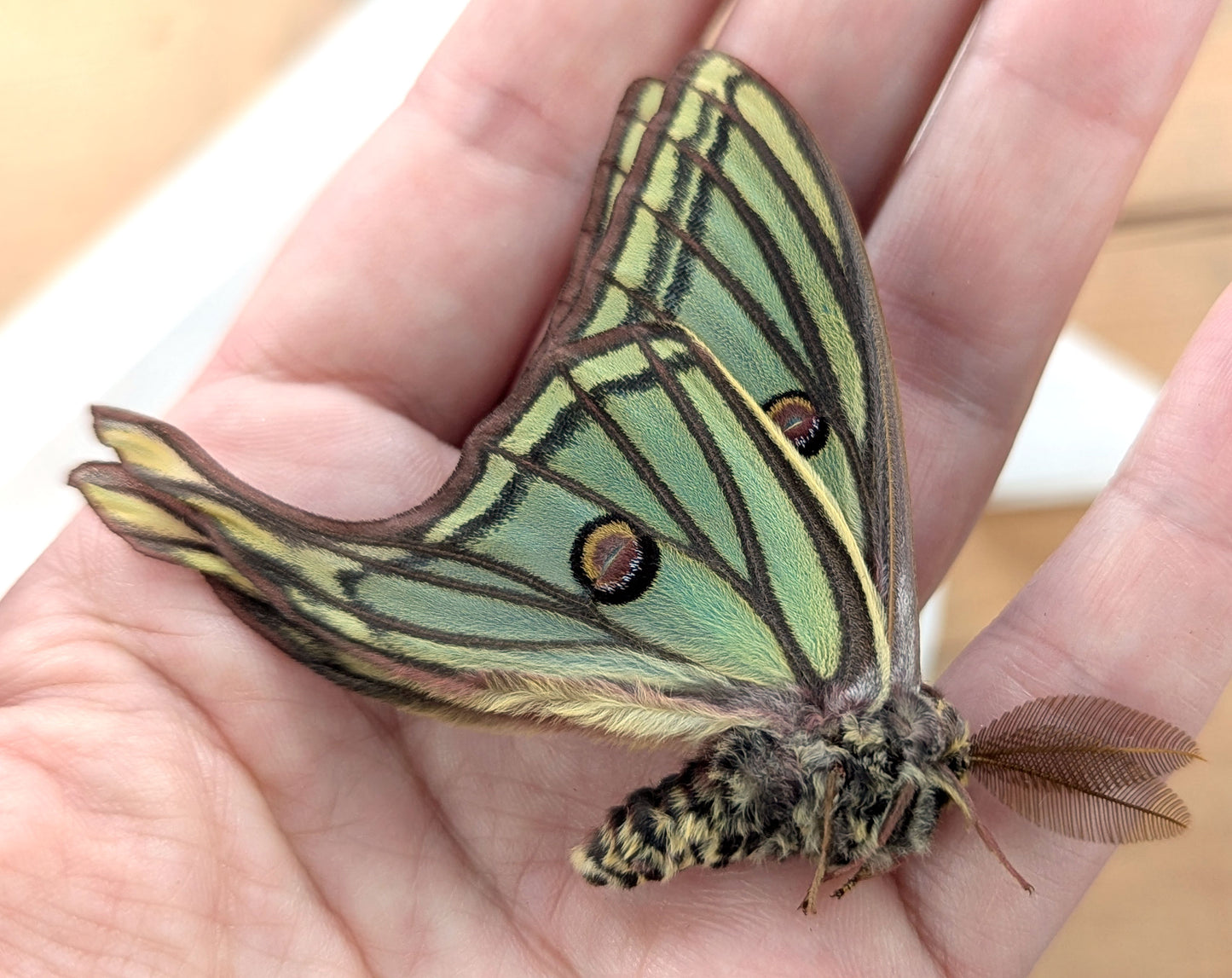 1x Graellsia isabellae ♂
