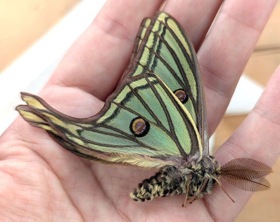 1x Graellsia isabellae ♂