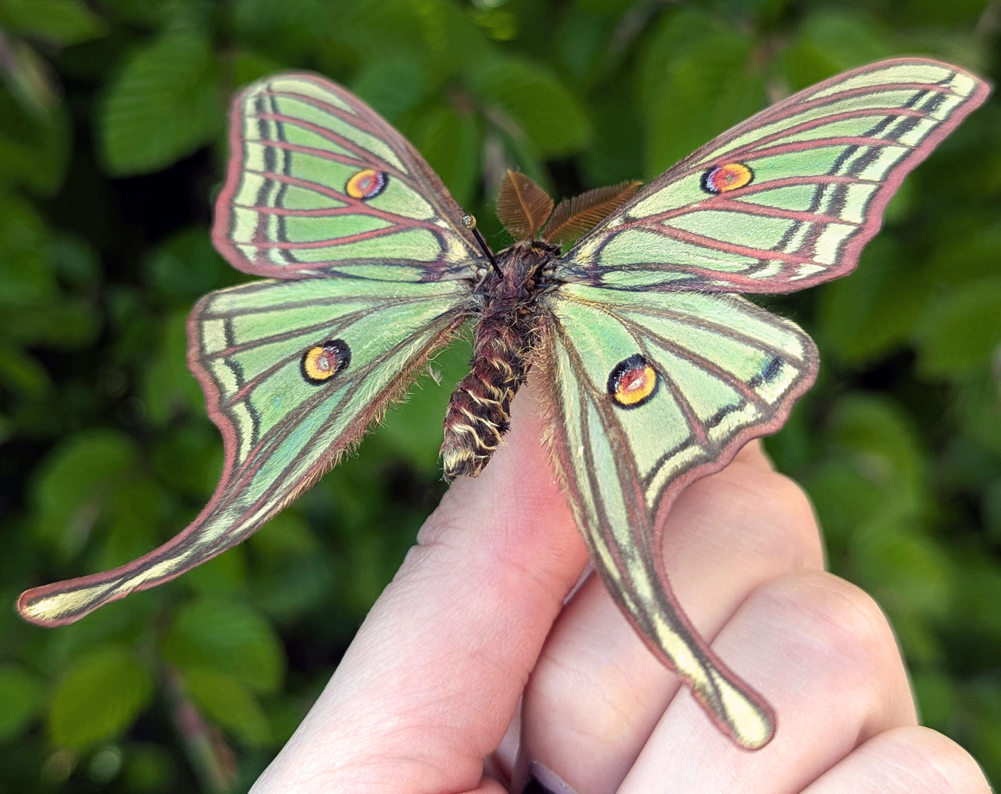 1x Graellsia isabellae ♂